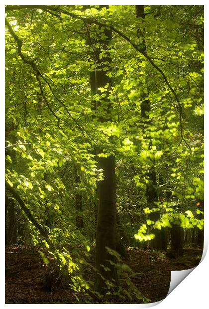 Sunlit Beech woodland Print by Simon Johnson