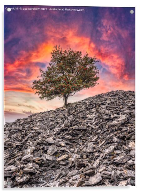 Banishead Quarry - Tree on a Stone Heap Acrylic by Lee Kershaw