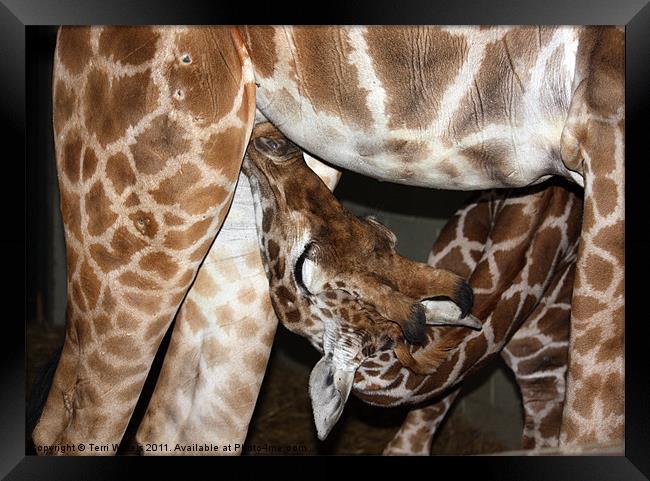 Suckling giraffe Framed Print by Terri Waters