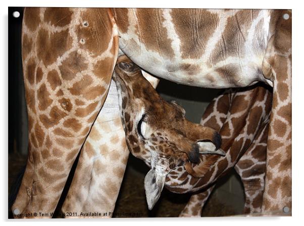 Suckling giraffe Acrylic by Terri Waters