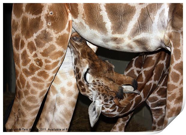 Suckling giraffe Print by Terri Waters