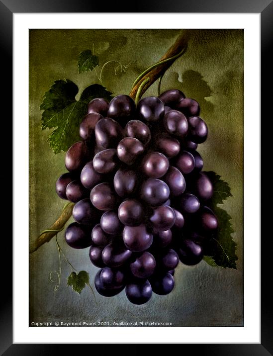 Black grapes Framed Mounted Print by Raymond Evans