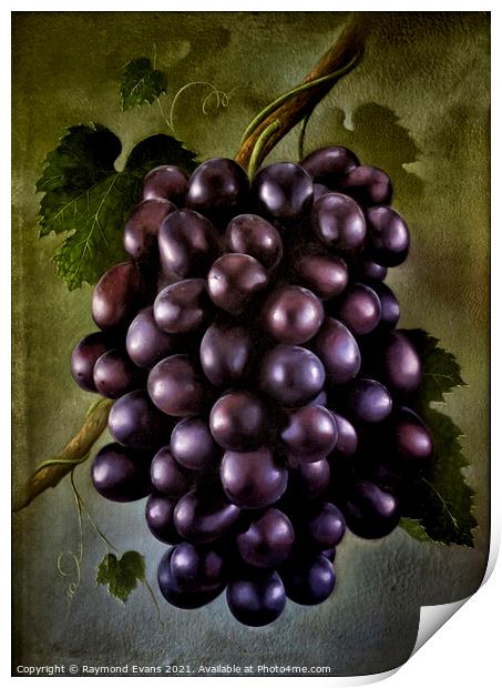 Black grapes Print by Raymond Evans
