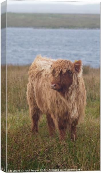 The Lonely Calf Canvas Print by Paul Pepper