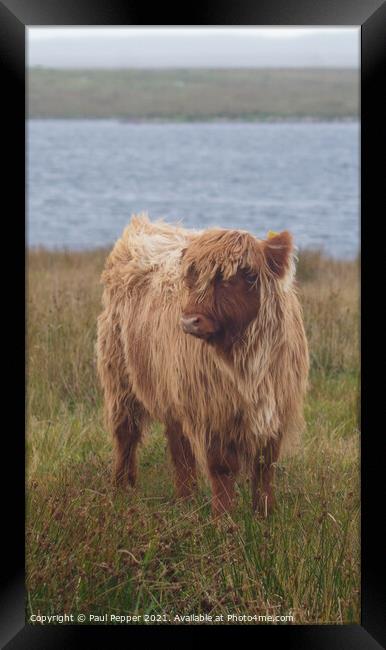 The Lonely Calf Framed Print by Paul Pepper
