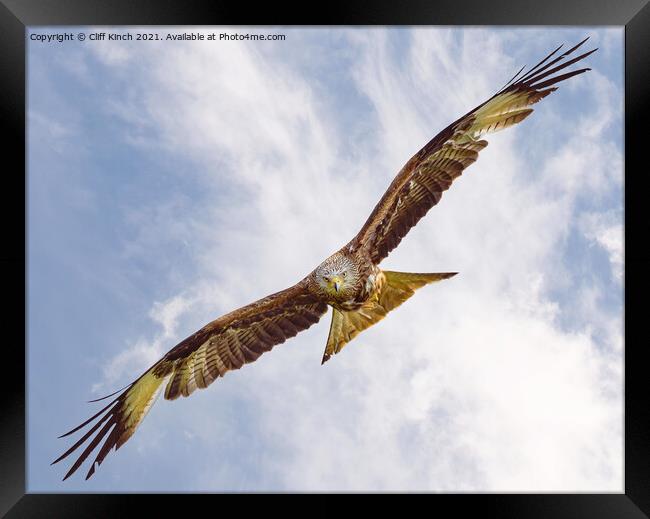 Red Kite in Flight Framed Print by Cliff Kinch