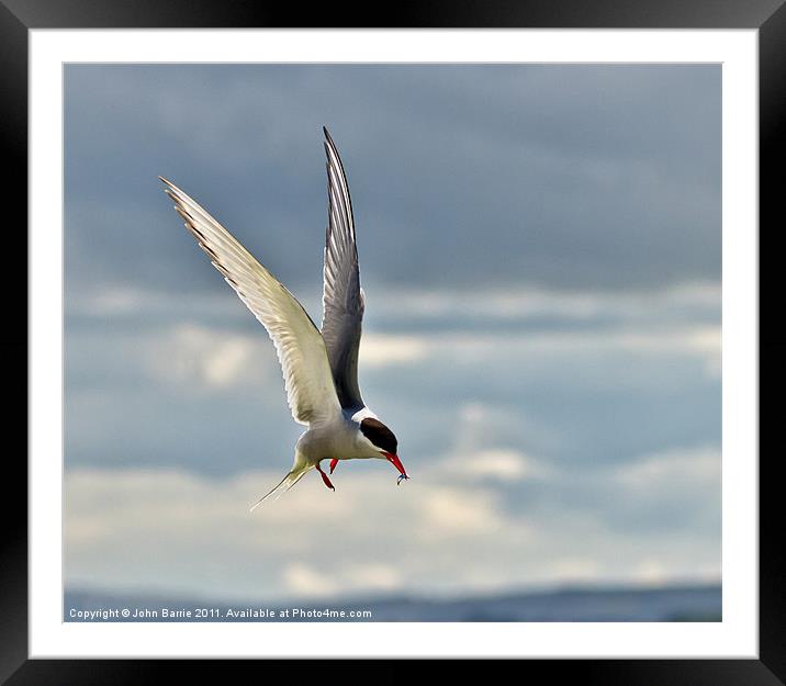 Arctic Tern Framed Mounted Print by John Barrie