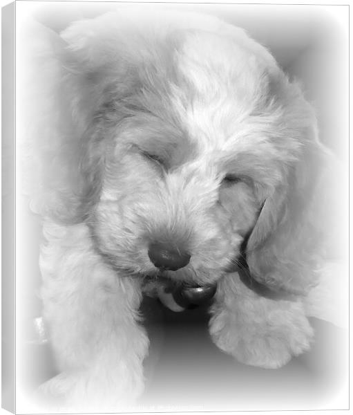 A close picture of a puppy asleep Canvas Print by Philip Gough