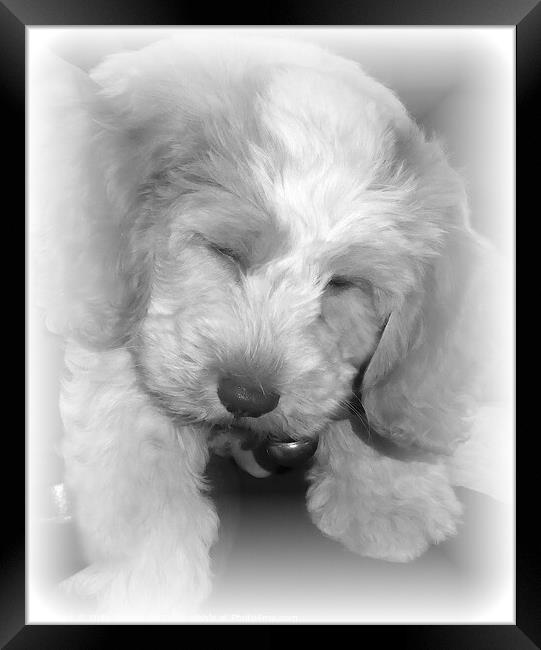 A close picture of a puppy asleep Framed Print by Philip Gough