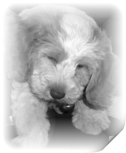 A close picture of a puppy asleep Print by Philip Gough