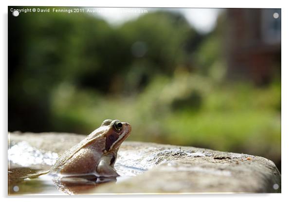 The Common Frog Acrylic by David  Fennings