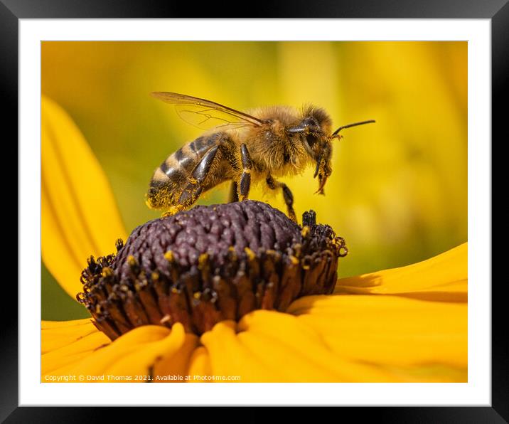 The Buzzing Pollen Thief Framed Mounted Print by David Thomas