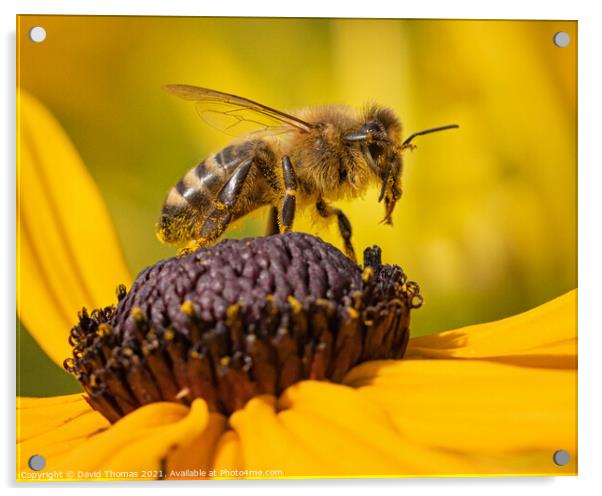 The Buzzing Pollen Thief Acrylic by David Thomas