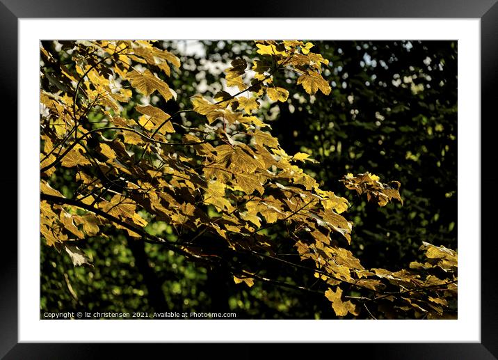 Yellow Acer 2 Framed Mounted Print by liz christensen