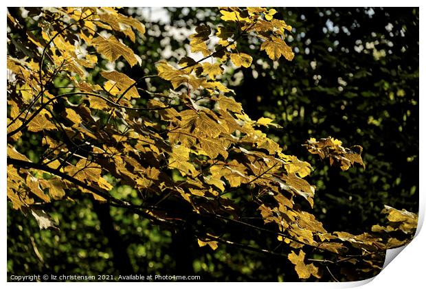 Yellow Acer 2 Print by liz christensen