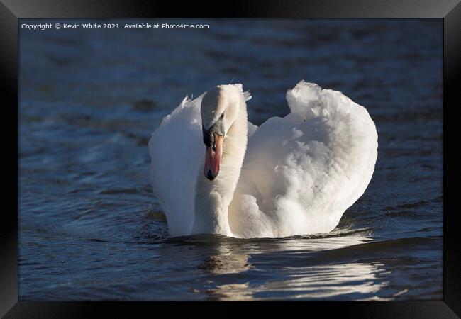 Swan with winter sun Framed Print by Kevin White
