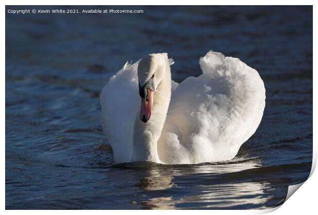 Swan with winter sun Print by Kevin White