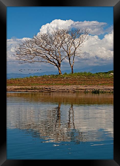 On Reflection Framed Print by CATSPAWS 