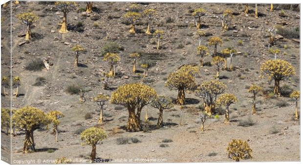 Quiver tree forest Canvas Print by Adrian Turnbull-Kemp