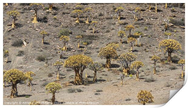 Quiver tree forest Print by Adrian Turnbull-Kemp