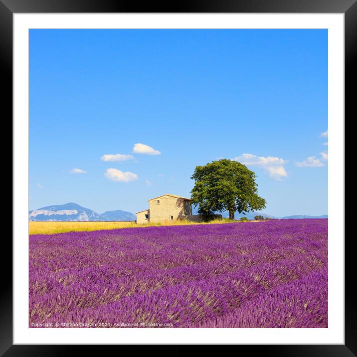 Lavender flowers field, house and tree. Provence Framed Mounted Print by Stefano Orazzini