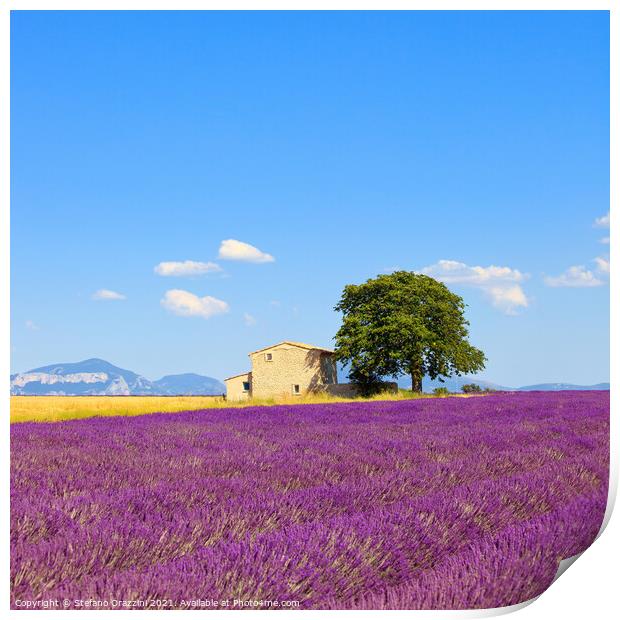 Lavender flowers field, house and tree. Provence Print by Stefano Orazzini