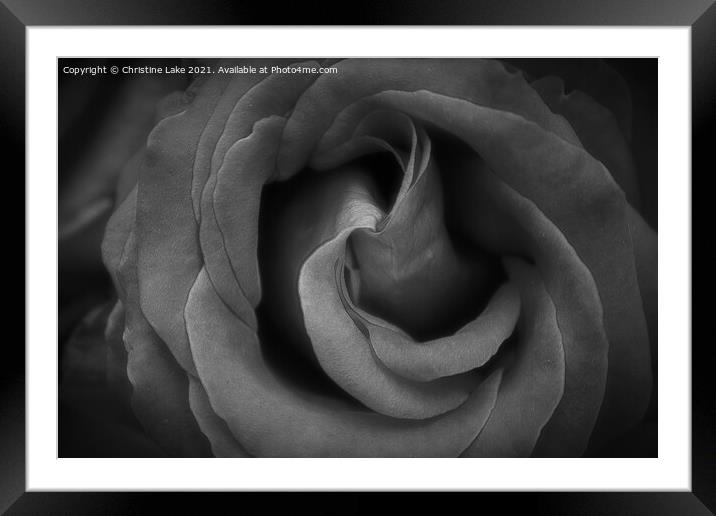 Twilight Rose Framed Mounted Print by Christine Lake