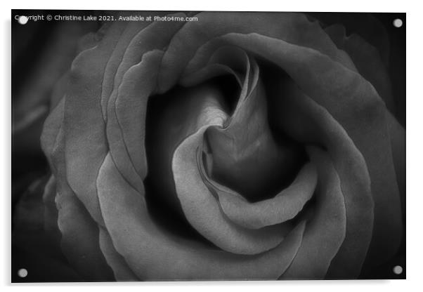 Twilight Rose Acrylic by Christine Lake