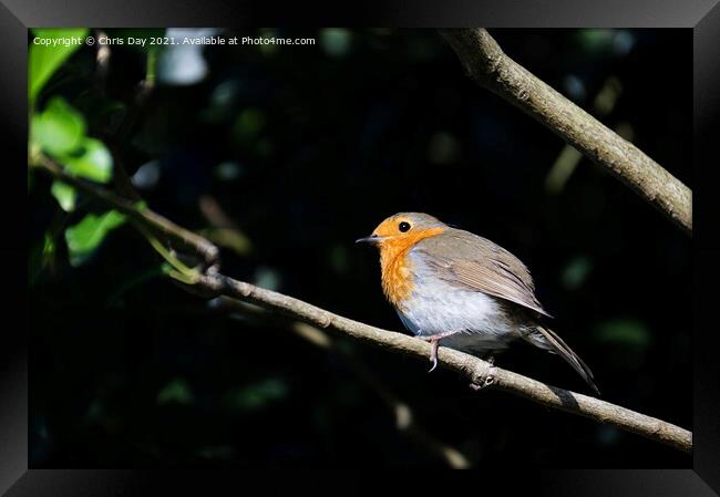 Robin Framed Print by Chris Day