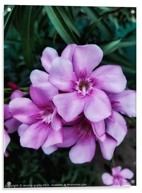 pink flowers Acrylic by anurag gupta