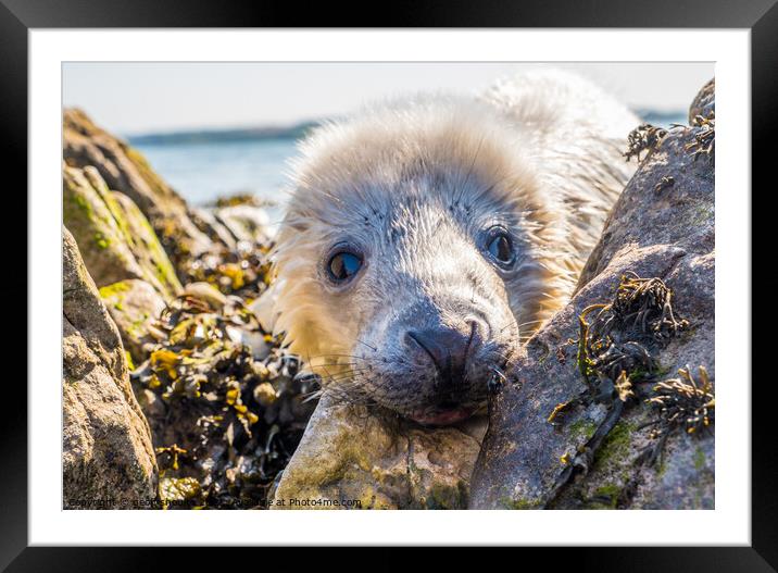 Atlantic Grey Seal pup Framed Mounted Print by geoff shoults