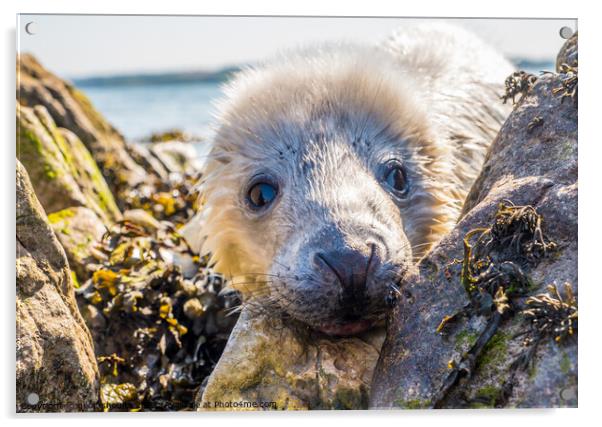 Atlantic Grey Seal pup Acrylic by geoff shoults