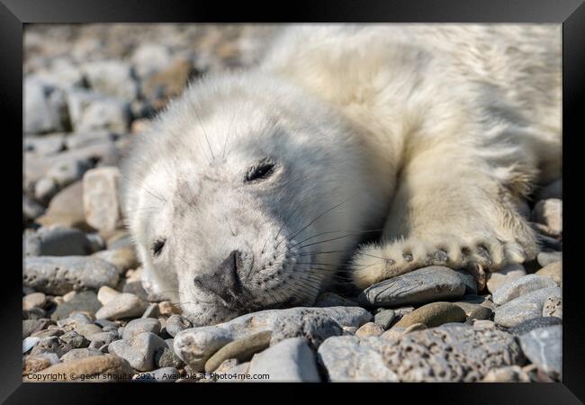 Atlantic Grey Seal pup Framed Print by geoff shoults
