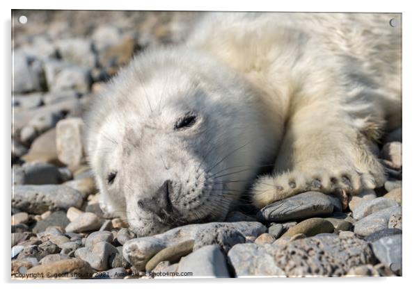 Atlantic Grey Seal pup Acrylic by geoff shoults