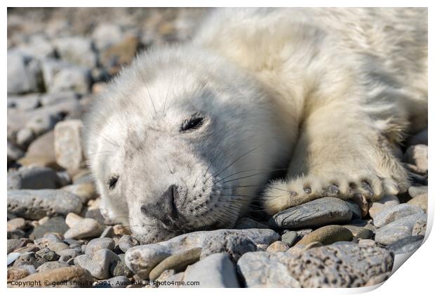 Atlantic Grey Seal pup Print by geoff shoults