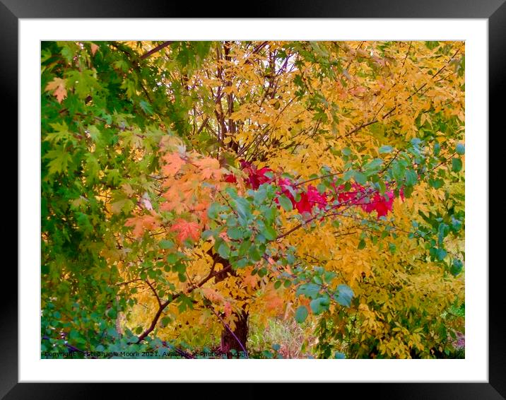 All the Colours of Fall Framed Mounted Print by Stephanie Moore