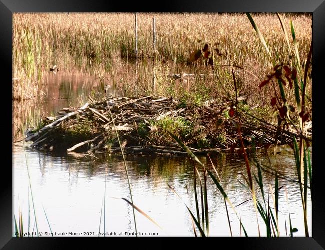 Beaver Lodge Framed Print by Stephanie Moore