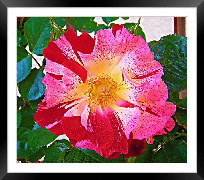 Multi-coloured rose Framed Mounted Print by Stephanie Moore