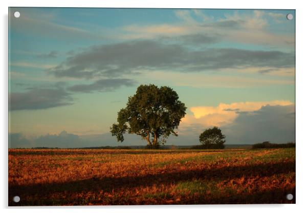 isoaled tree at dawn  Acrylic by Simon Johnson
