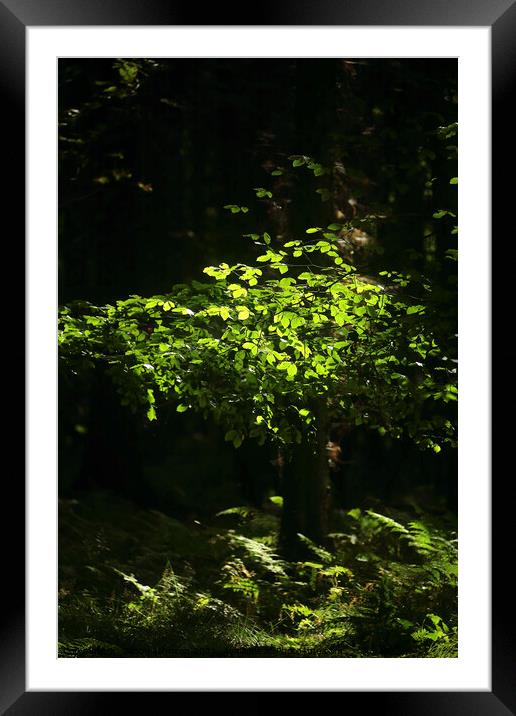 sunlit Beech leaves Framed Mounted Print by Simon Johnson