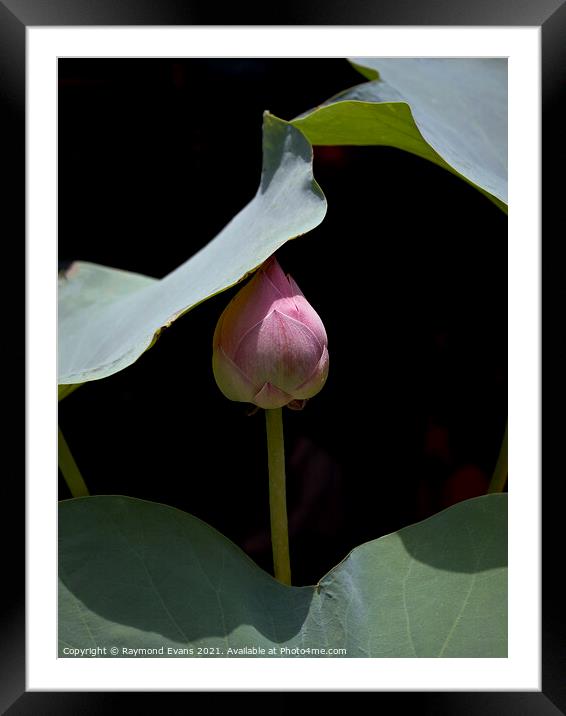 Lotus flower in bud Framed Mounted Print by Raymond Evans