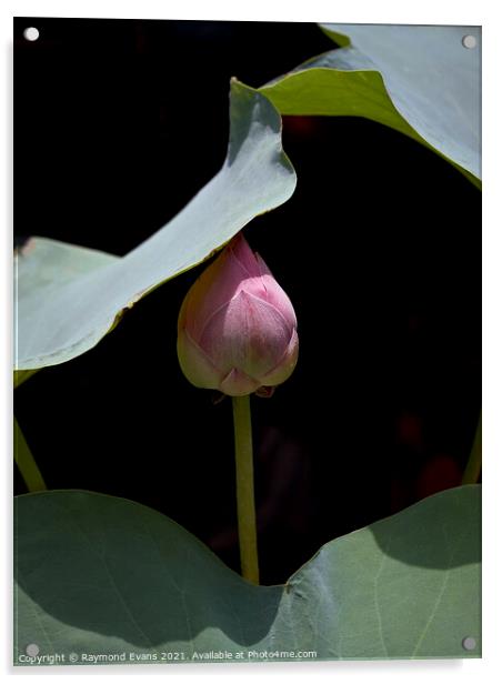 Lotus flower in bud Acrylic by Raymond Evans