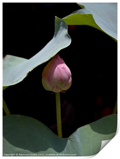 Lotus flower in bud Print by Raymond Evans
