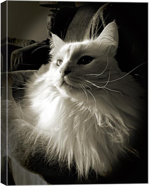 Persian Portrait Canvas Print by Mark Sellers