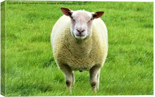 Majestic Sheep Stands Guard Canvas Print by Mark Chesters