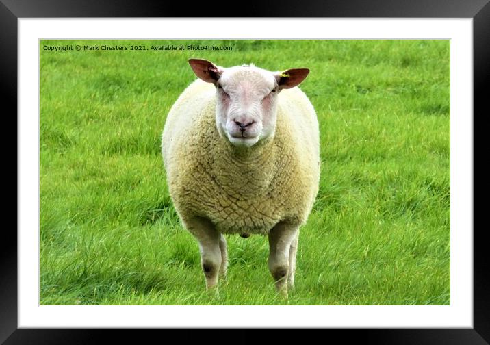 Majestic Sheep Stands Guard Framed Mounted Print by Mark Chesters