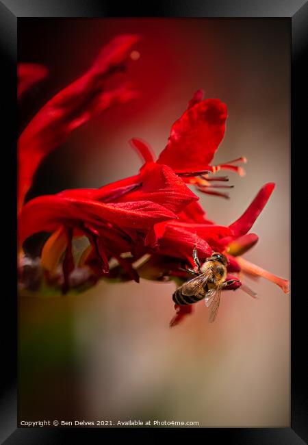 Nature's Pollinator Framed Print by Ben Delves