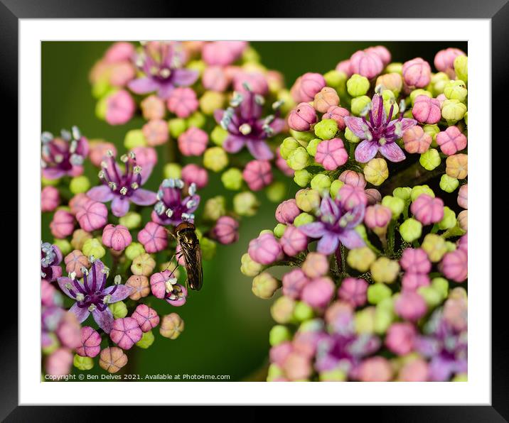 Gold plated in hydrangea buds Framed Mounted Print by Ben Delves