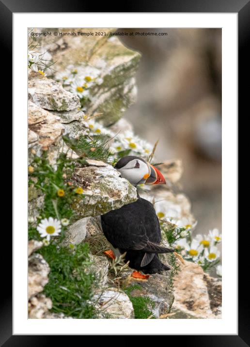 Puffin Framed Mounted Print by Hannah Temple