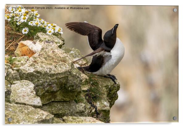 Guillemot Acrylic by Hannah Temple